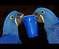Hyacinth Macaw