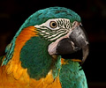 Blue Throat Macaw