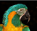 Blue and Gold Macaw and Blue Throat Macaw