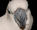 Umbrella Cockatoo