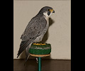 Peregrine Falcon
