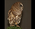 Barred Owl