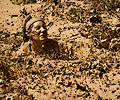 2013 Mud Bridade