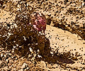 2013 Mud Bridade