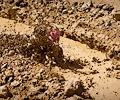 2013 Mud Bridade