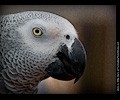 African Gray Parrot at the RMSA Exotic Bird Festival