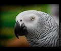 African Gray Parrot at the RMSA Exotic Bird Festival