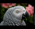 African Gray Parrot at the RMSA Exotic Bird Festival