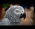 African Gray Parrot at the RMSA Exotic Bird Festival