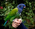 Blue Headed Pionus at the RMSA Exotic Bird Festival