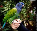Blue Headed Pionus at the RMSA Exotic Bird Festival