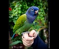 Blue Headed Pionus at the RMSA Exotic Bird Festival