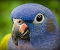 Blue Headed Pionus at the RMSA Exotic Bird Festival