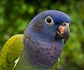 Blue Headed Pionus at the RMSA Exotic Bird Festival
