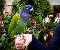 Blue Headed Pionus at the RMSA Exotic Bird Festival