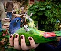 Blue Headed Pionus at the RMSA Exotic Bird Festival