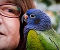 Blue Headed Pionus at the RMSA Exotic Bird Festival