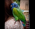Blue Headed Pionus at the RMSA Exotic Bird Festival