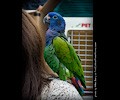 Blue Headed Pionus at the RMSA Exotic Bird Festival