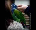 Blue Headed Pionus at the RMSA Exotic Bird Festival