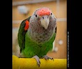 Cape Parrot at the RMSA Exotic Bird Festival