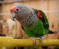 Cape Parrot at the RMSA Exotic Bird Festival