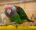 Cape Parrot at the RMSA Exotic Bird Festival