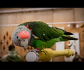 Cape Parrot at the RMSA Exotic Bird Festival