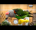 Cape Parrot at the RMSA Exotic Bird Festival