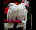 Citron Cockatoo and Umbrella Cockatoo at the RMSA Exotic Bird Festival