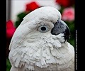 Umbrella Cockatoo at the RMSA Exotic Bird Festival