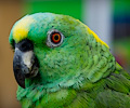 Yellow Front Amazon Parrot at the RMSA Exotic Bird Festival