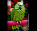 Yellow Front Amazon Parrot at the RMSA Exotic Bird Festival