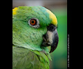 Yellow Front Amazon Parrot at the RMSA Exotic Bird Festival