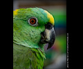 Yellow Front Amazon Parrot at the RMSA Exotic Bird Festival