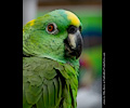 Yellow Front Amazon Parrot at the RMSA Exotic Bird Festival