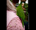 Hahn's Macaw at the RMSA Exotic Bird Festival
