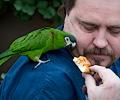 Hahn's Macaw at the RMSA Exotic Bird Festival