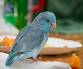 Pacific Parrotlets at the RMSA Exotic Bird Festival