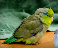 Pacific Parrotlets at the RMSA Exotic Bird Festival