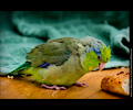 Pacific Parrotlets at the RMSA Exotic Bird Festival