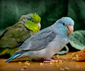 Pacific Parrotlets at the RMSA Exotic Bird Festival