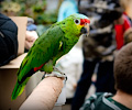 Red Lored Amazon Parrot at the RMSA Exotic Bird Festival