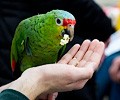 Red Lored Amazon Parrot at the RMSA Exotic Bird Festival