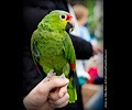 Red Lored Amazon Parrot at the RMSA Exotic Bird Festival