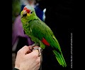 Red Lored Amazon Parrot at the RMSA Exotic Bird Festival