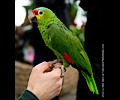 Red Lored Amazon Parrot at the RMSA Exotic Bird Festival