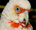 Rocky Mountain Bird Expo