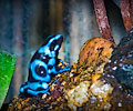 Dendrobates Auratus