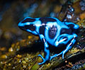Dendrobates Auratus